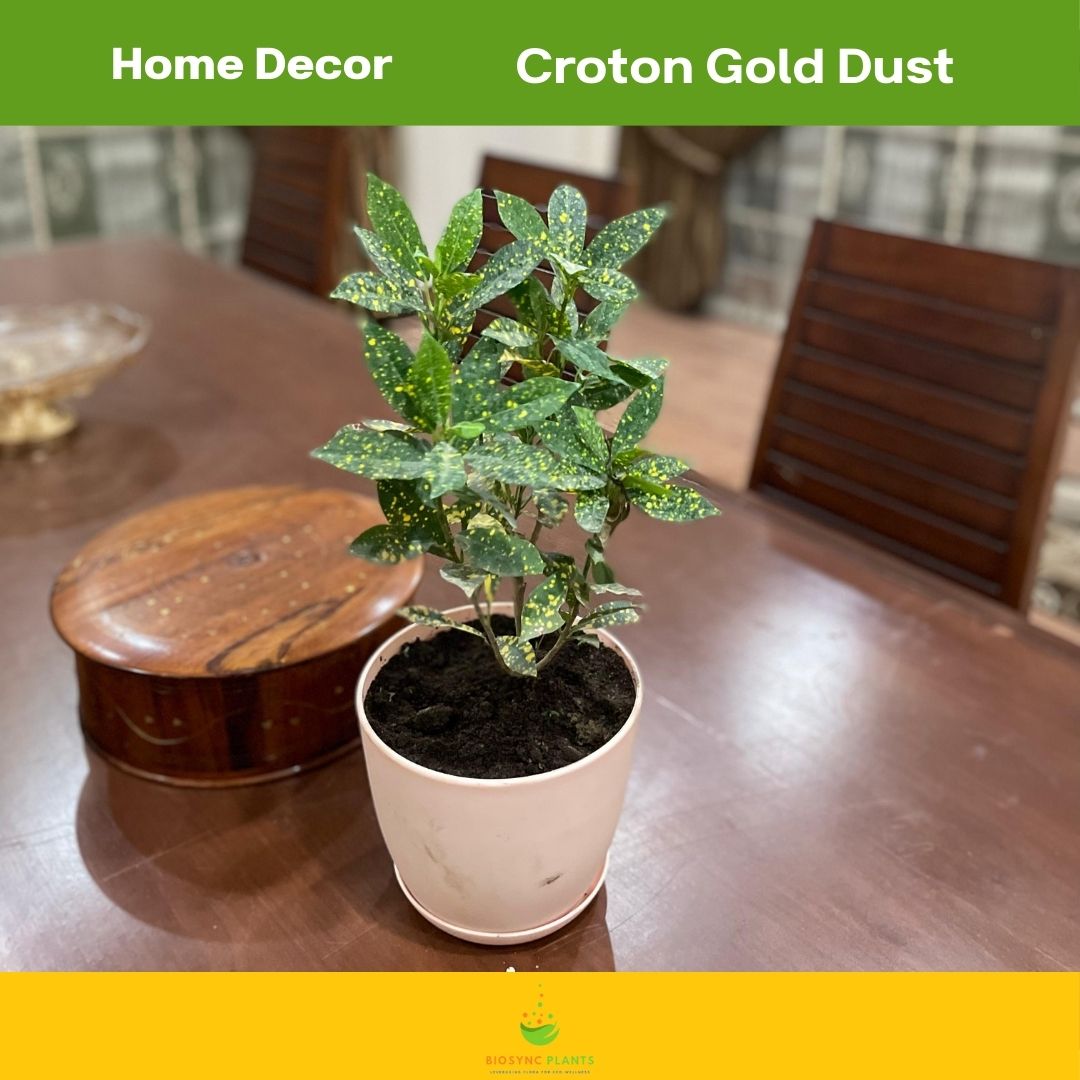 Croton Gold Dust