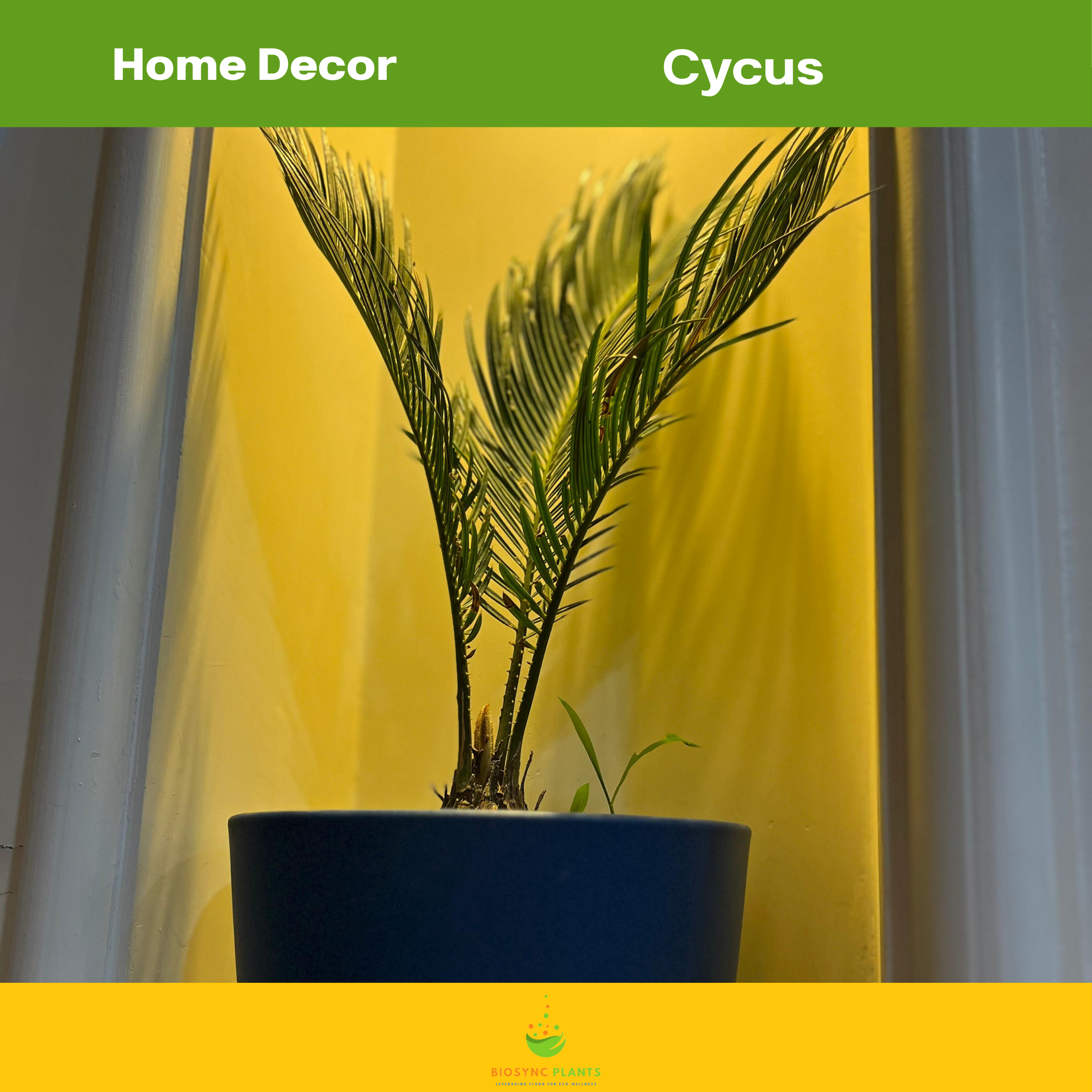 Cycas