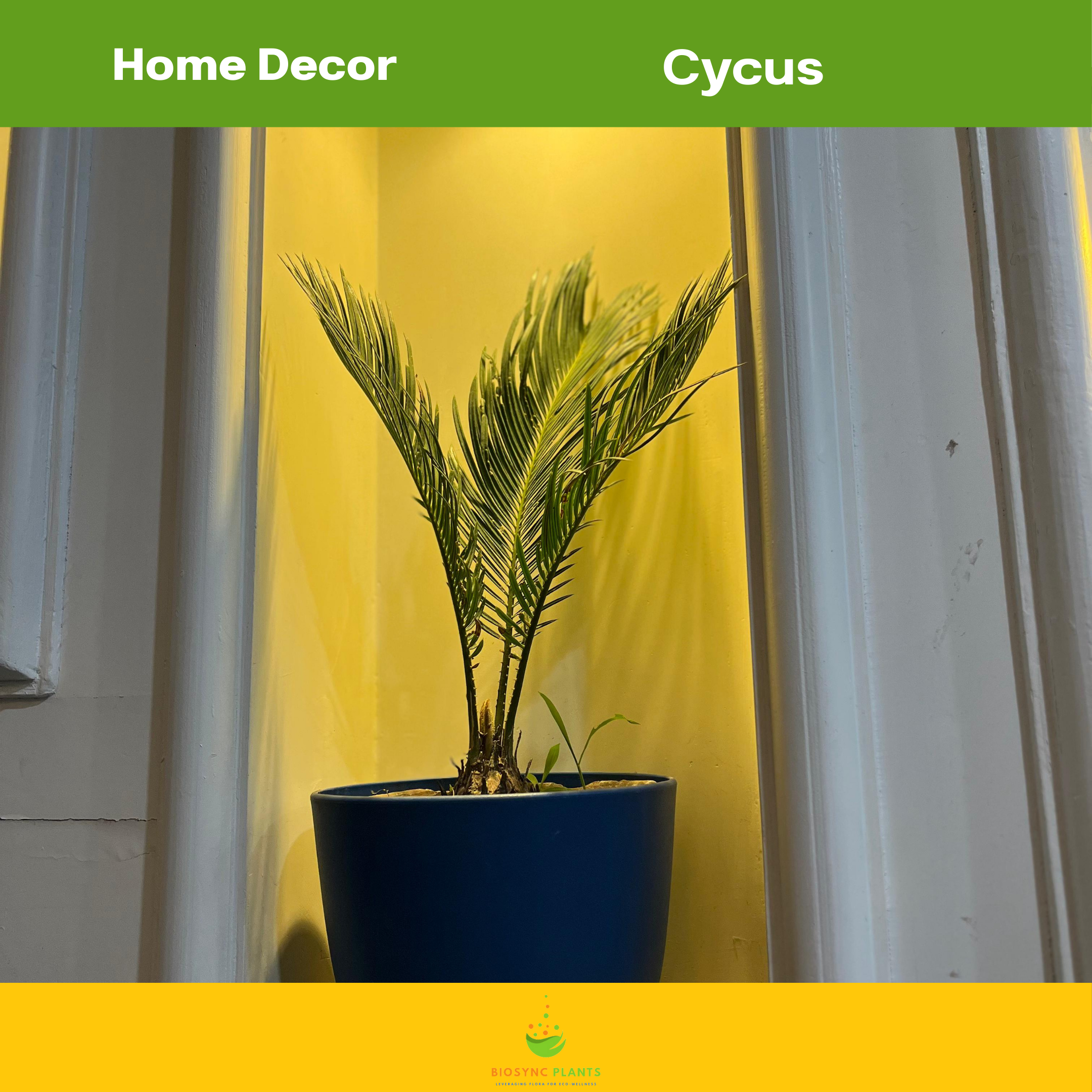 Cycas