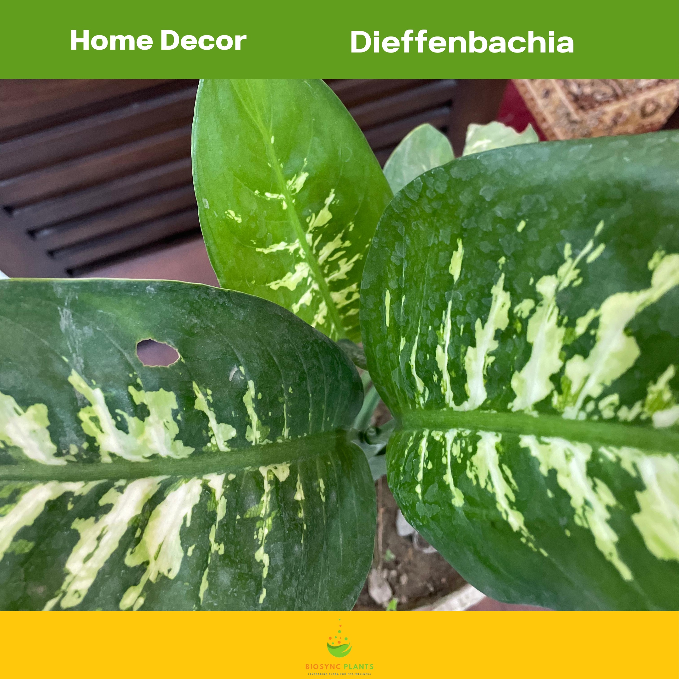 Dieffenbachia seguine - Leopard Lily
