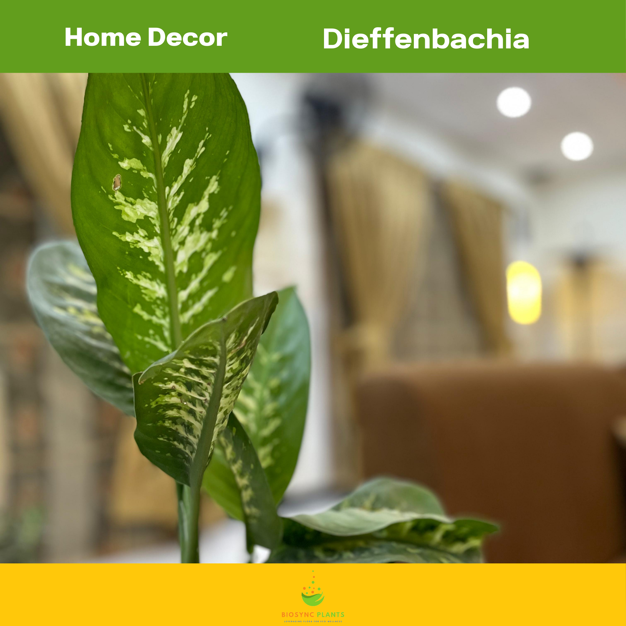 Dieffenbachia seguine - Leopard Lily