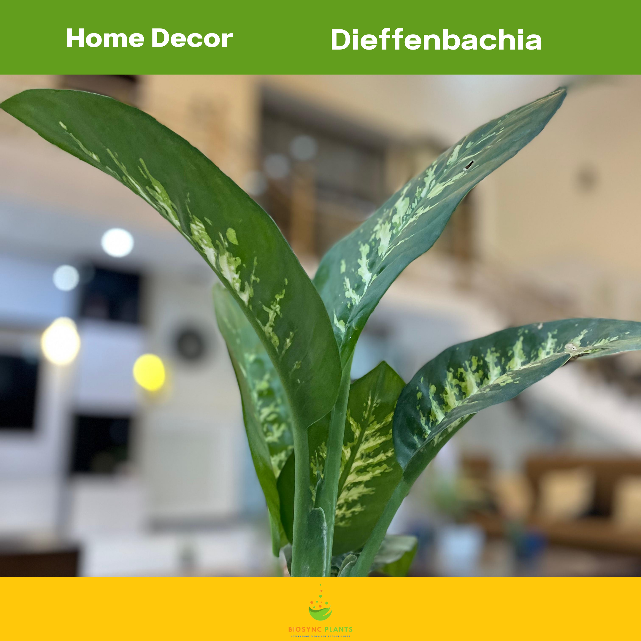 Dieffenbachia seguine - Leopard Lily