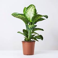 Dieffenbachia seguine - Leopard Lily