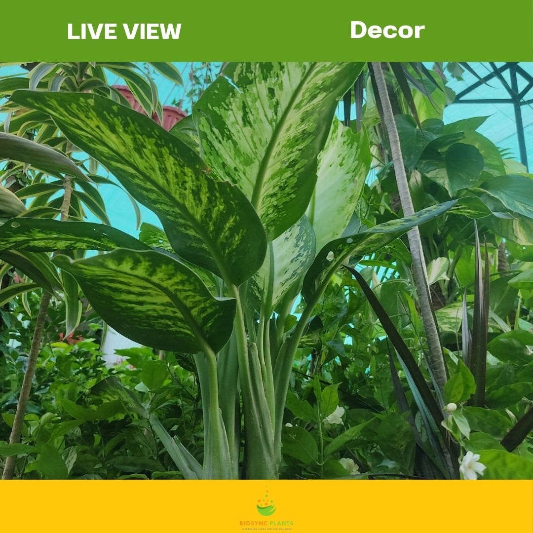 Dieffenbachia seguine - Leopard Lily