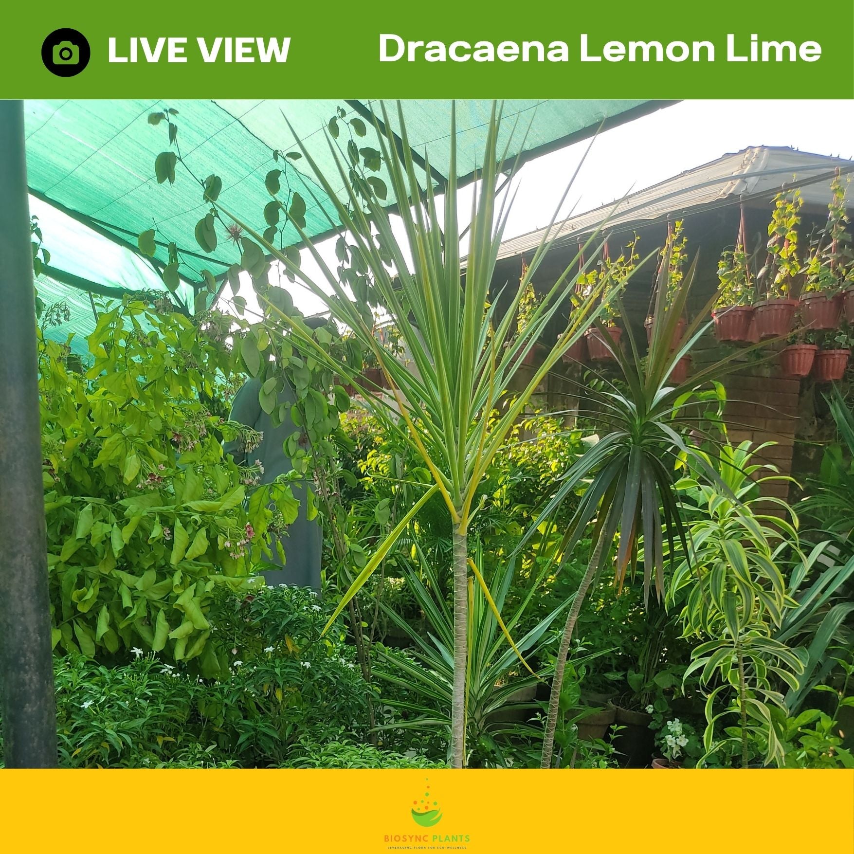 Dracaena Lemon Lime