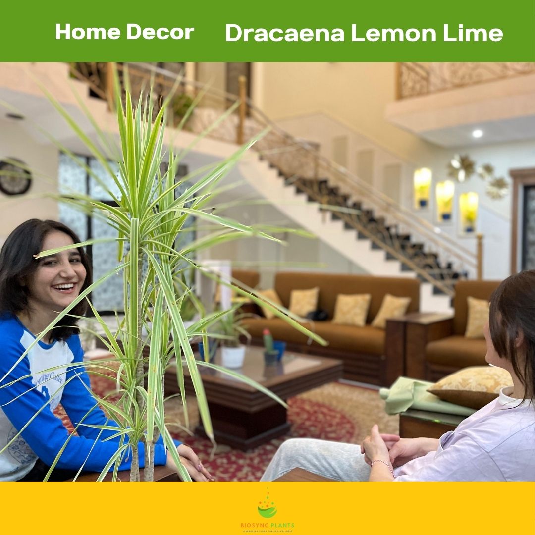 Dracaena Lemon Lime
