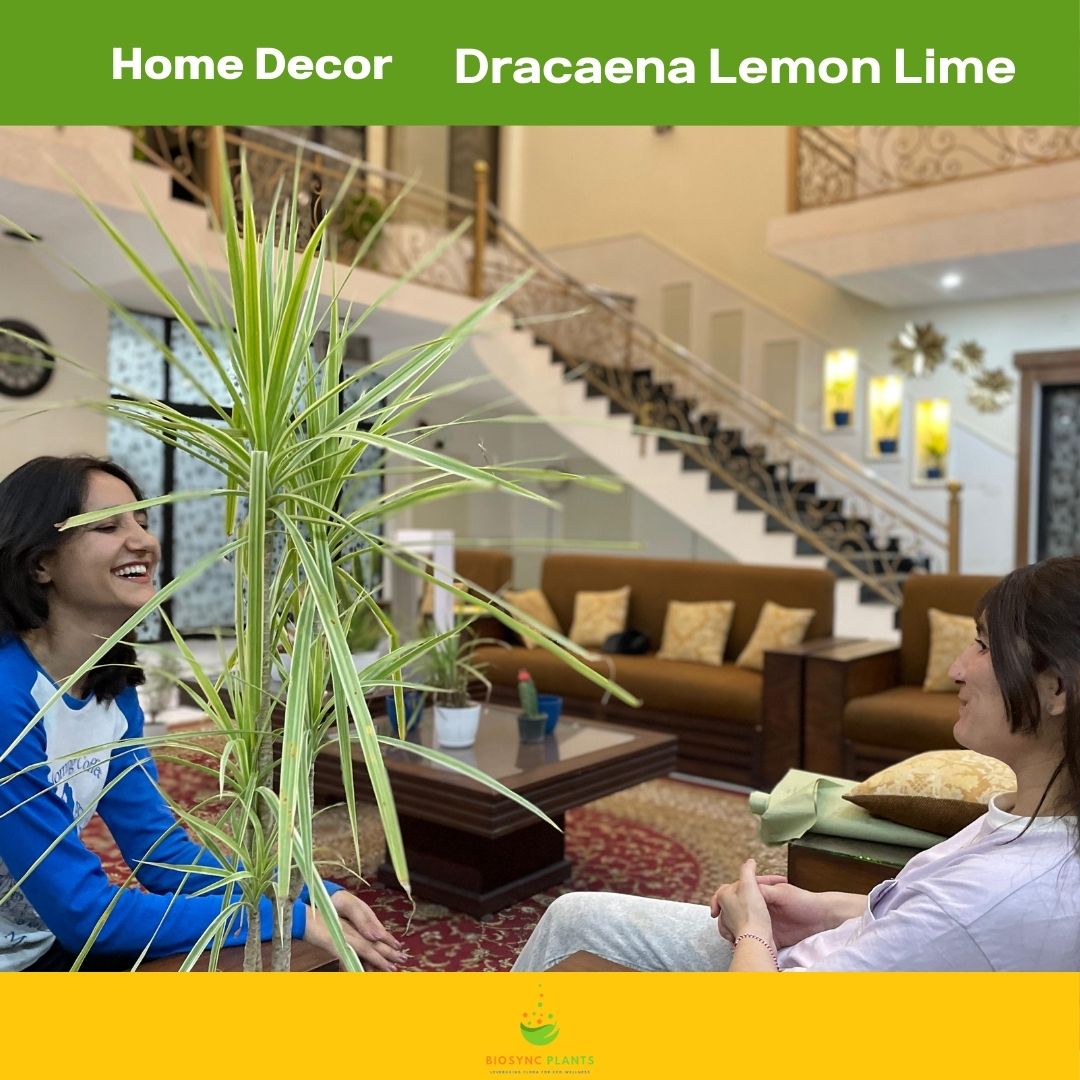 Dracaena Lemon Lime