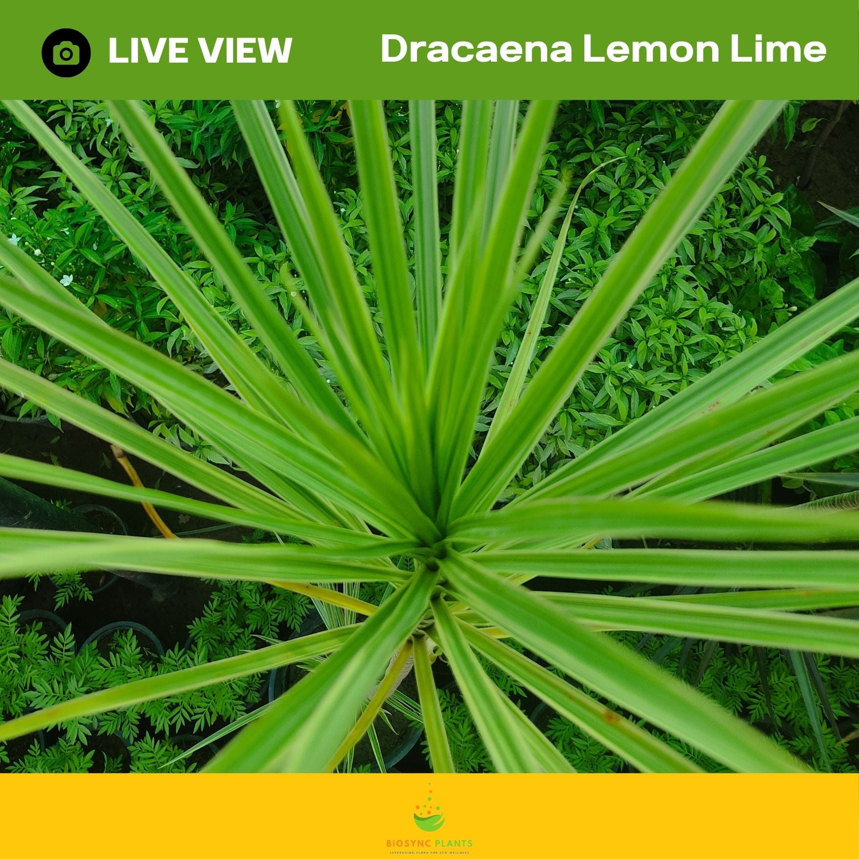 Dracaena Lemon Lime