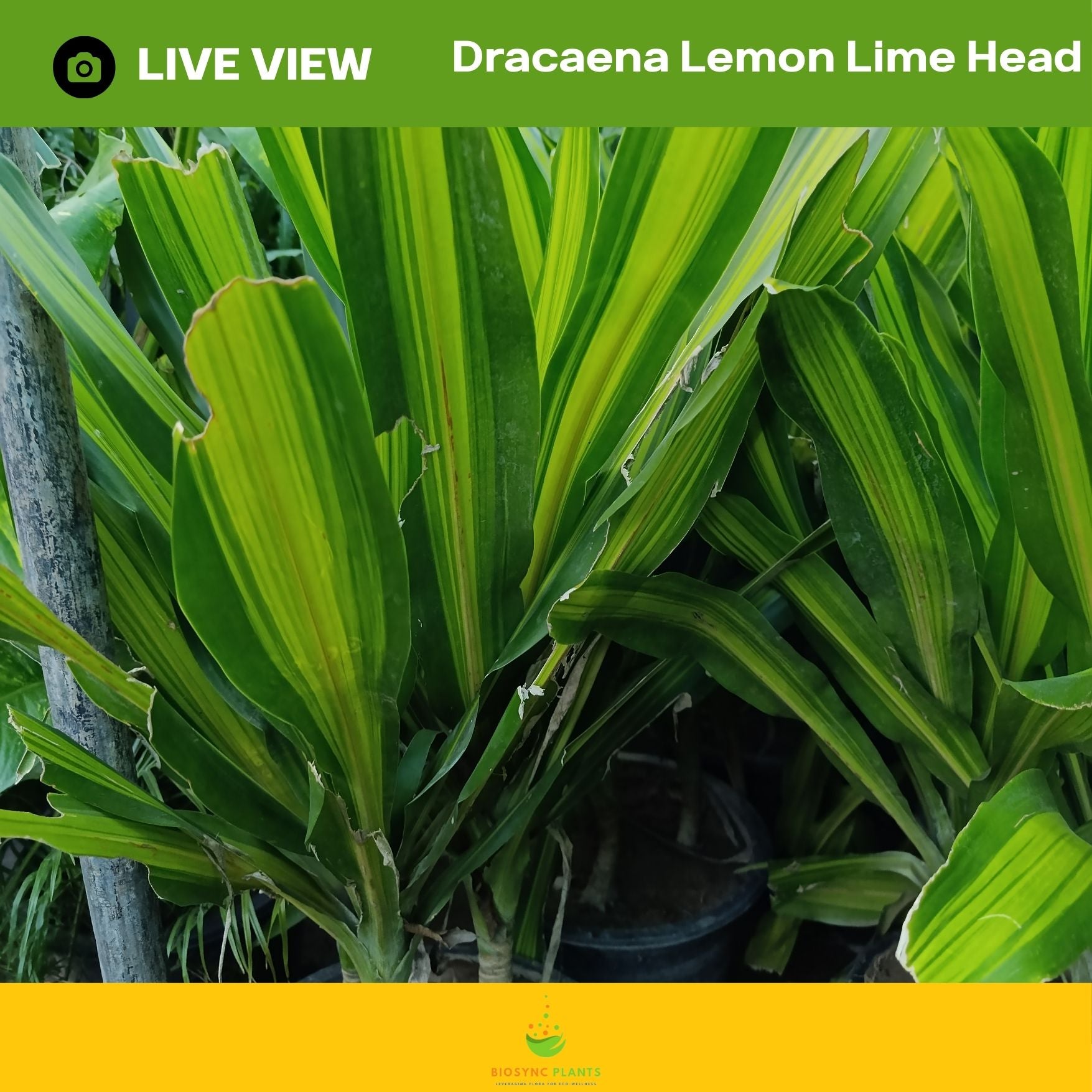 Dracaena Lemon Lime Head