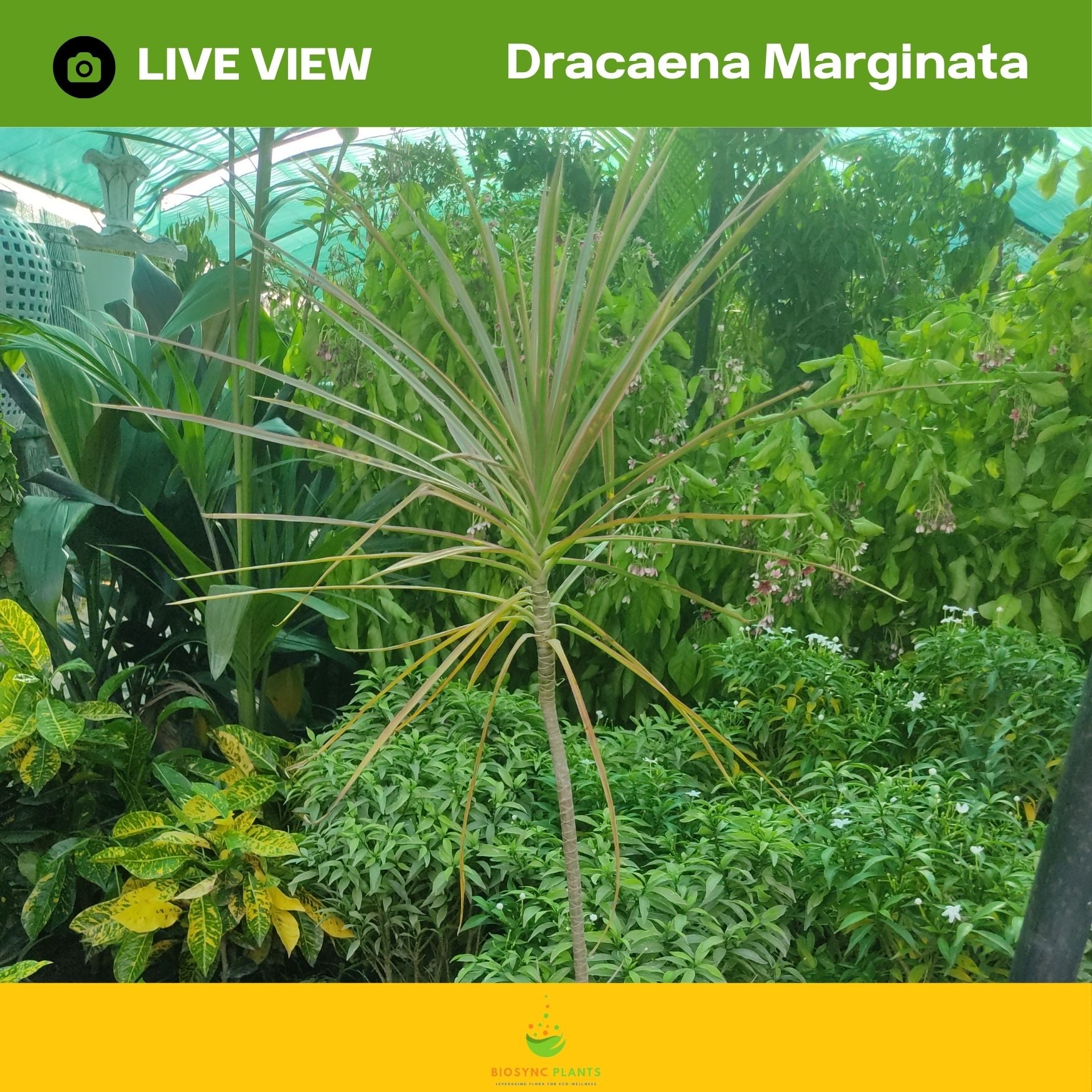Dracaena Marginata