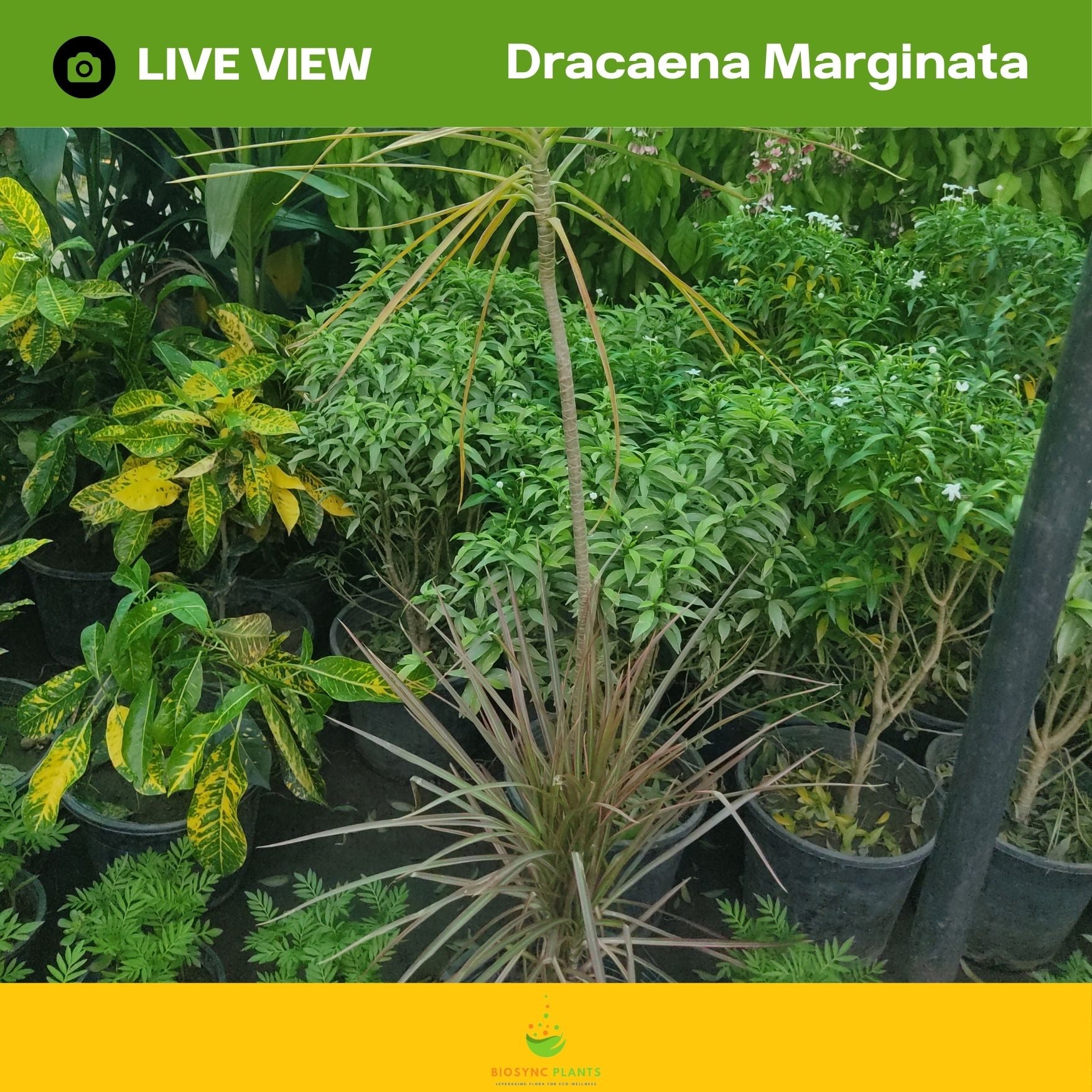 Dracaena Marginata