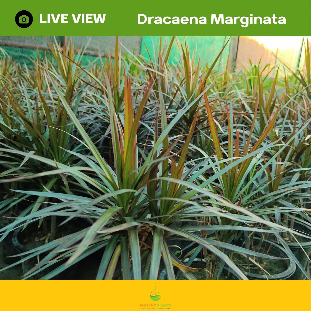 Dracaena Marginata