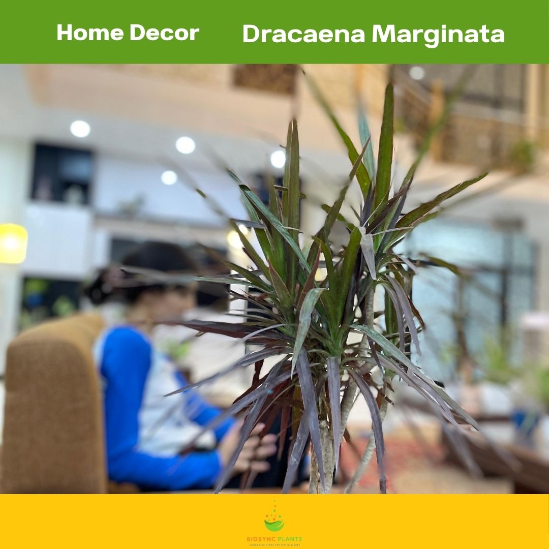 Dracaena Marginata