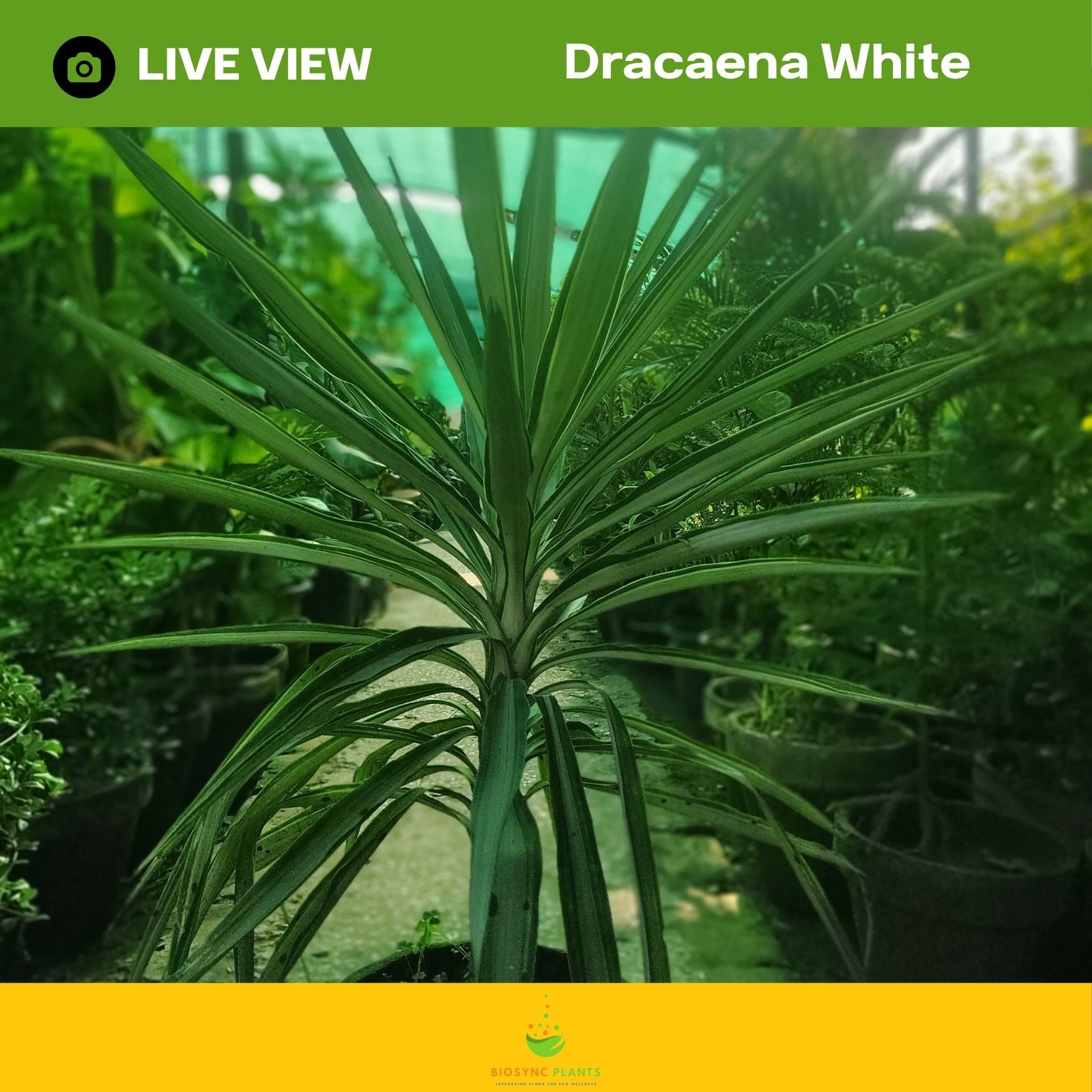 Dracaena White