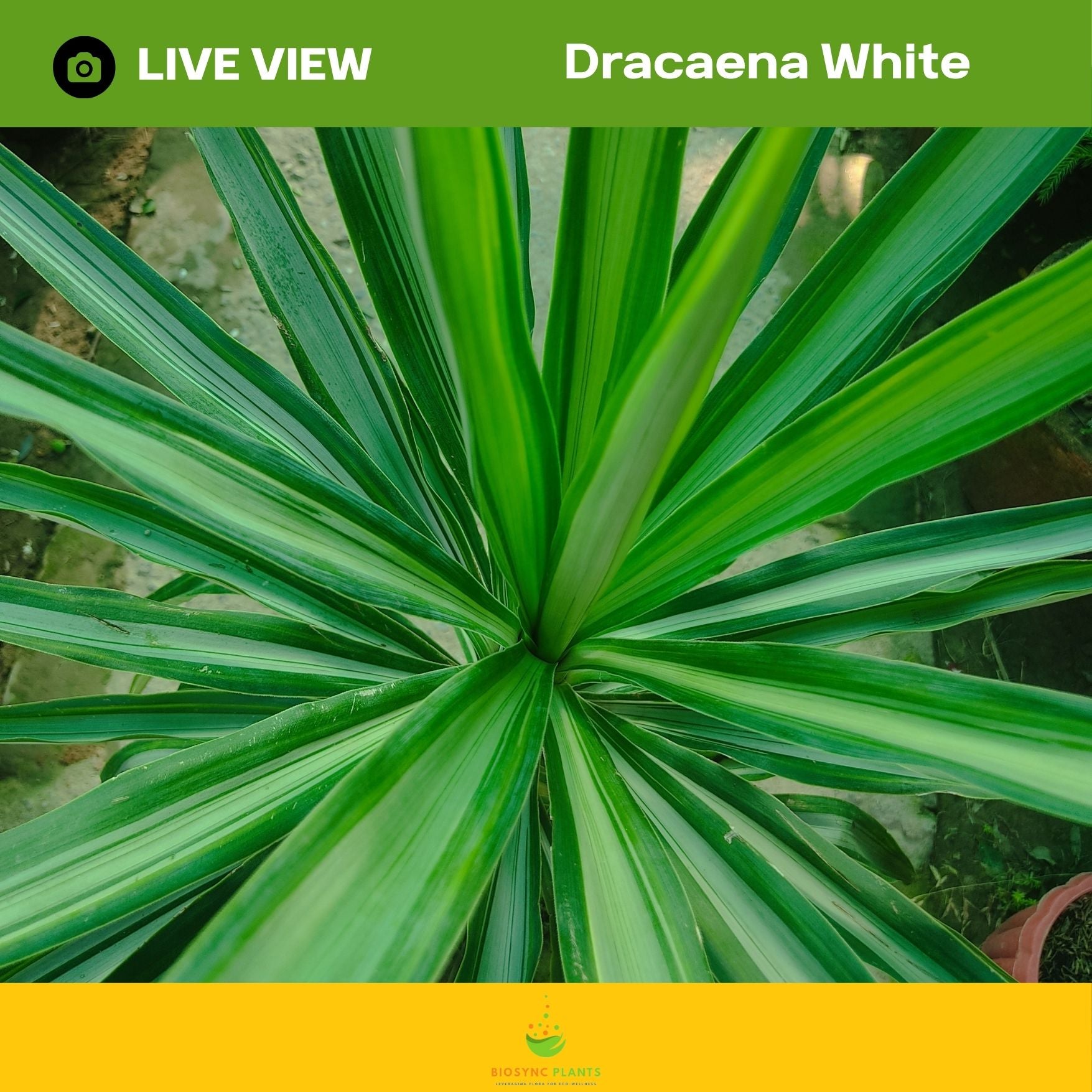 Dracaena White