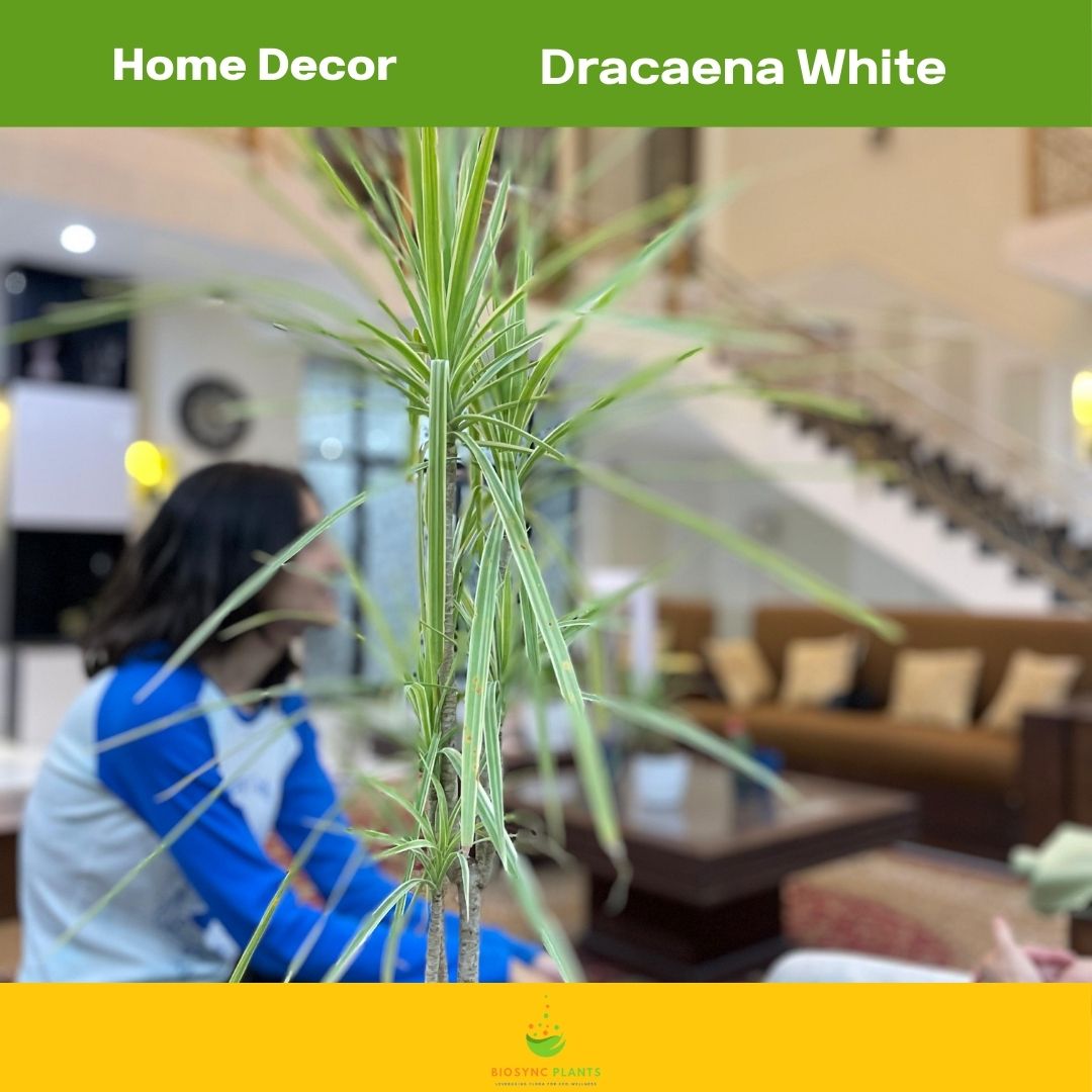 Dracaena White