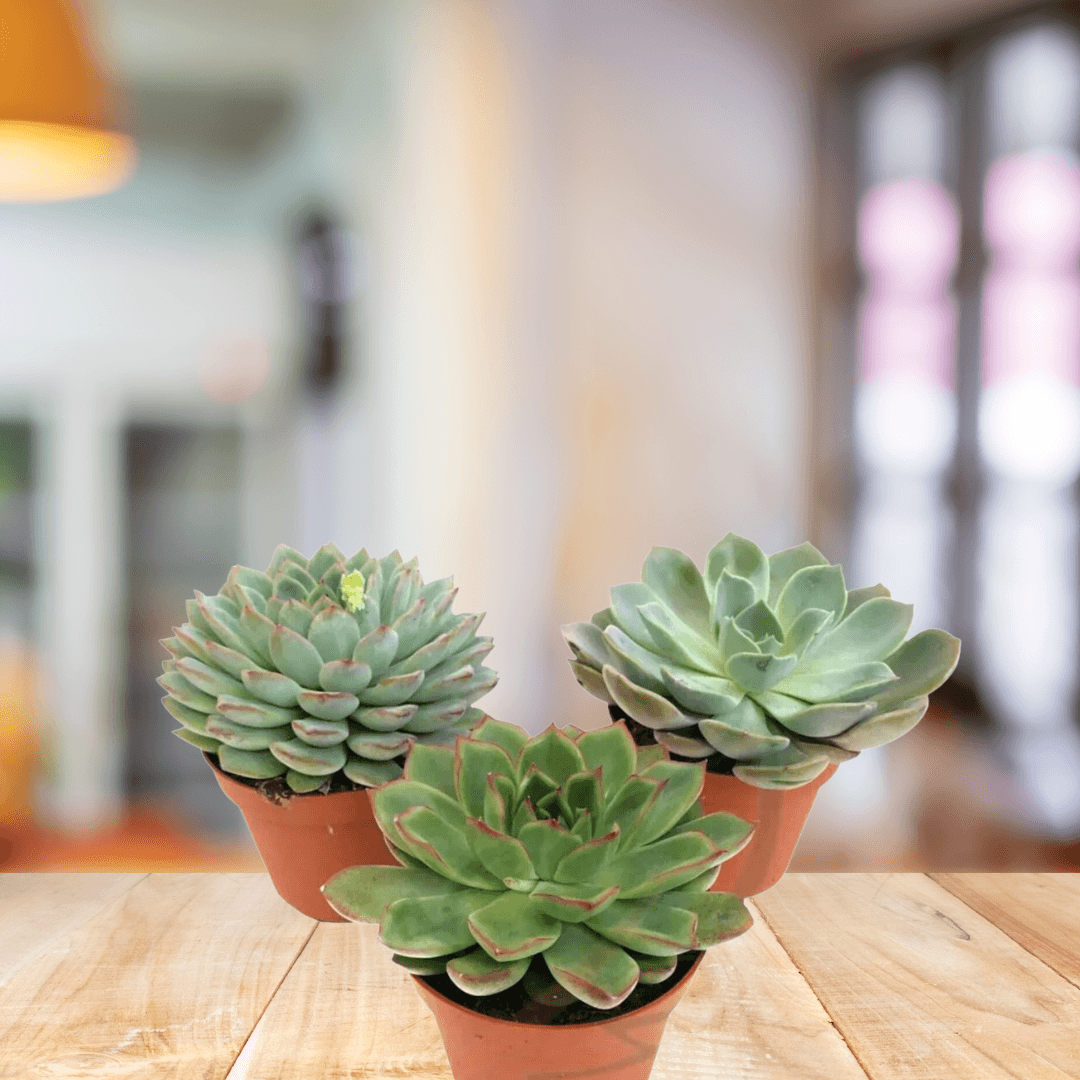 Echeveria - BioSync Plants®