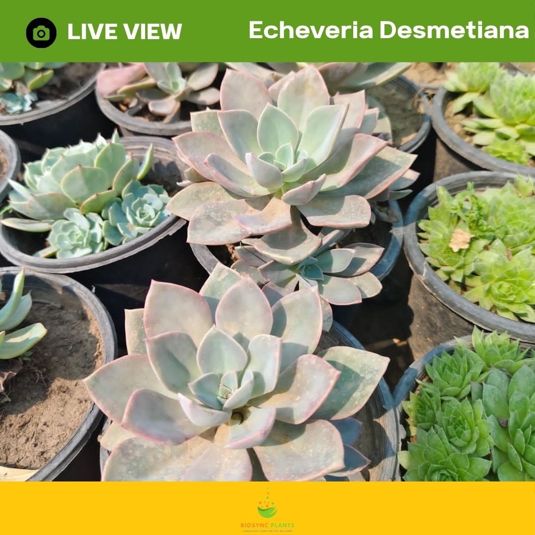 Echeveria