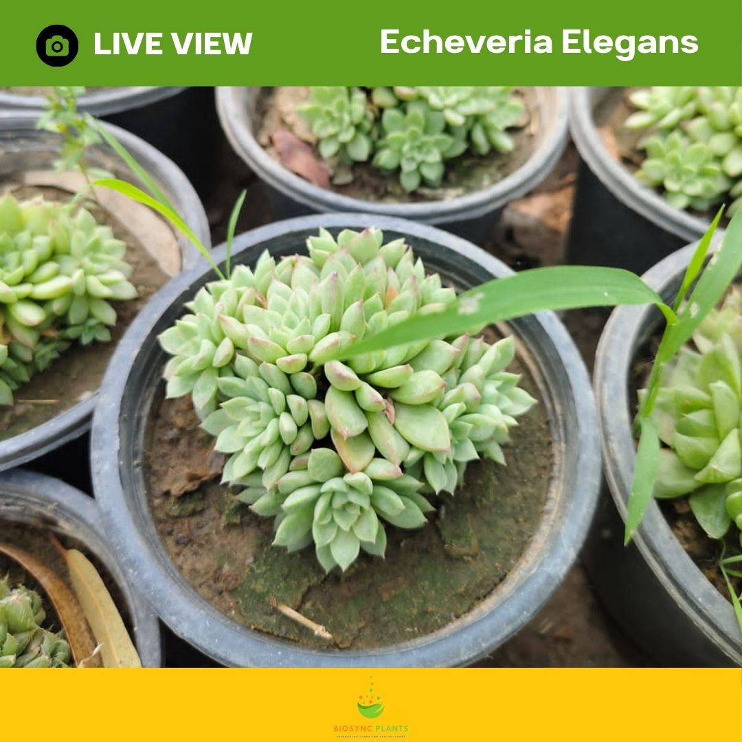 Echeveria