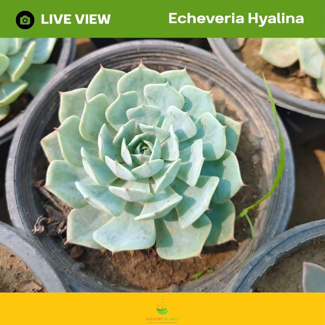 Echeveria