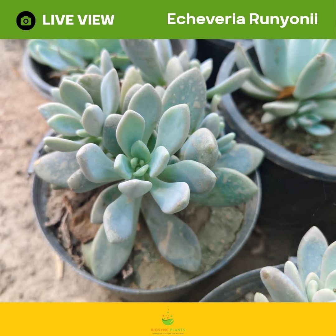 Echeveria