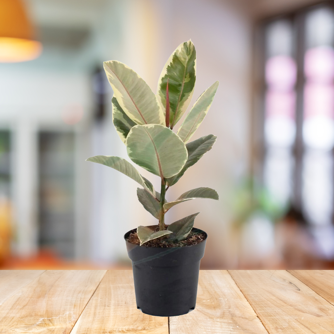 Ficus Elastica Variegated - BioSync Plants®