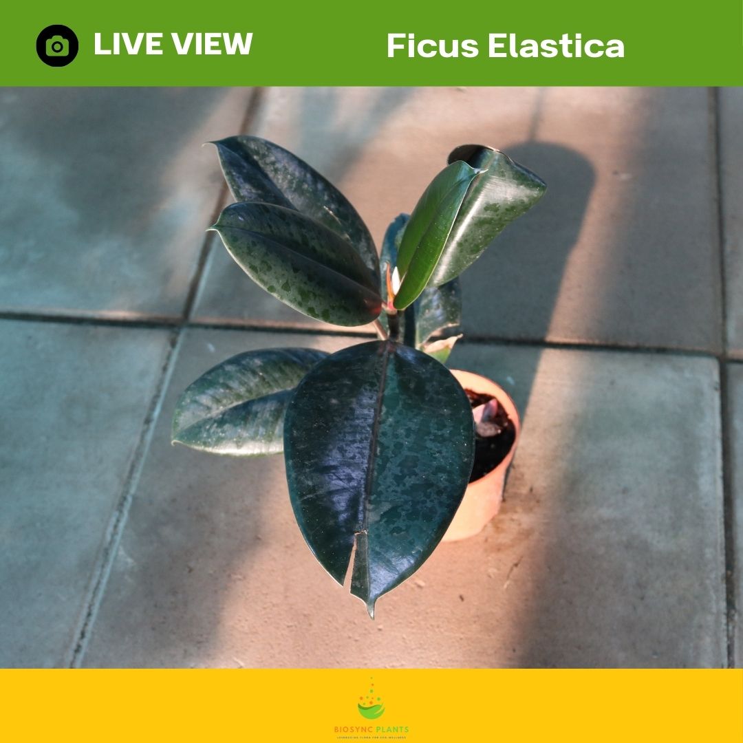 Ficus Elastica - Rubber Plant