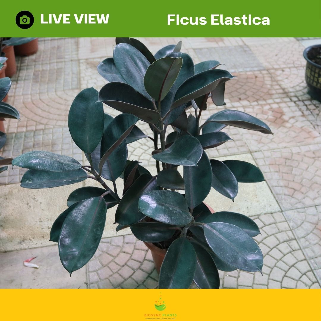 Ficus Elastica - Rubber Plant