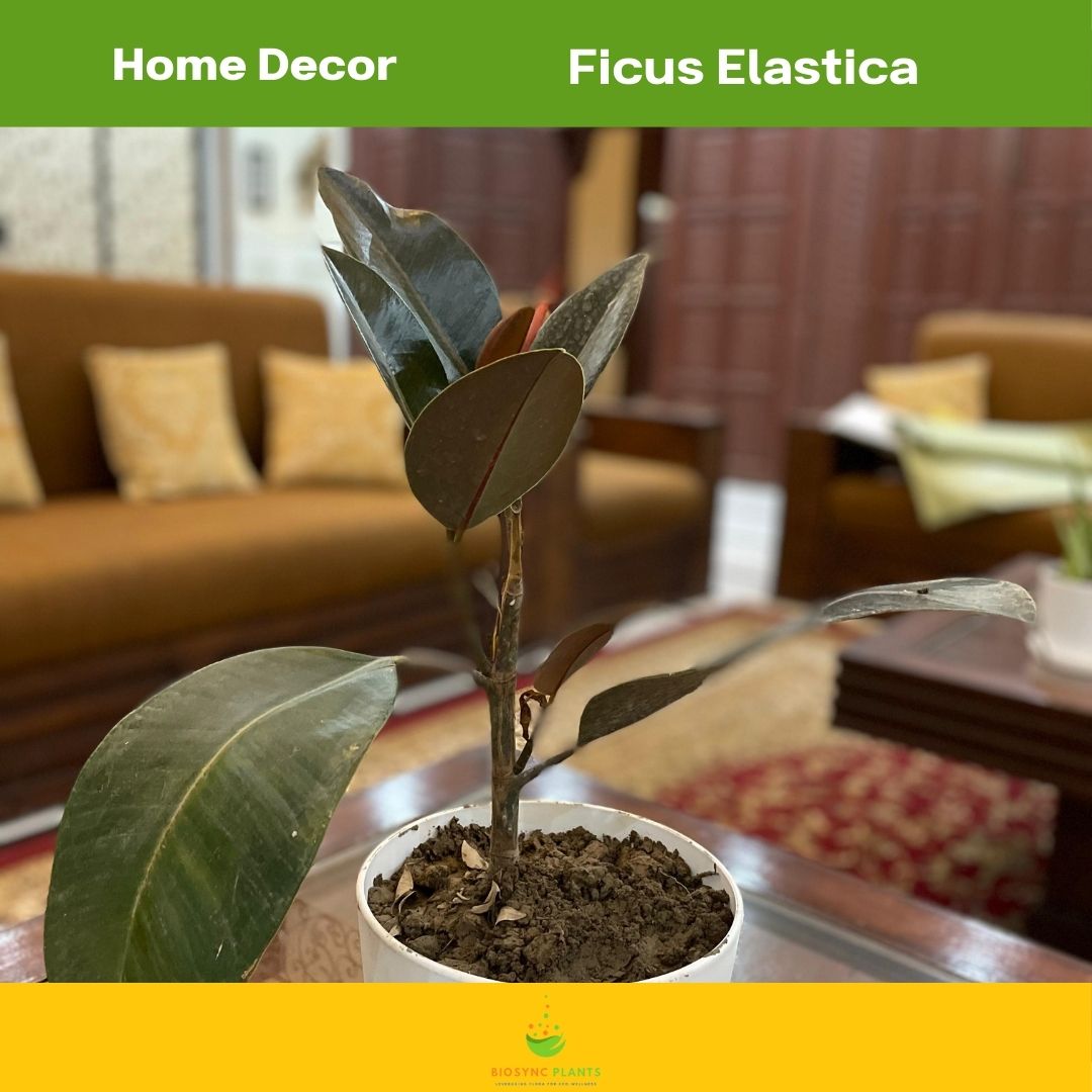 Ficus Elastica - Rubber Plant