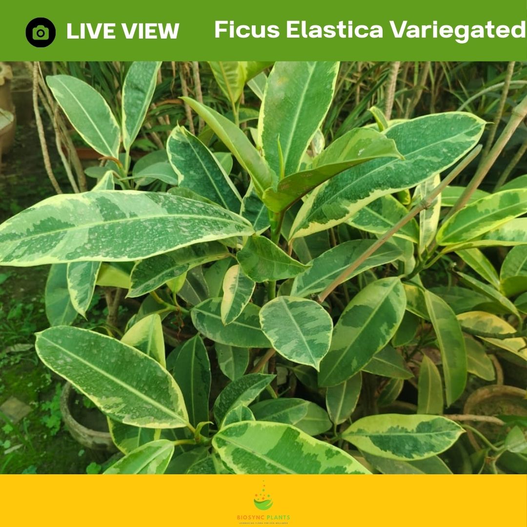 Ficus Elastica Variegated