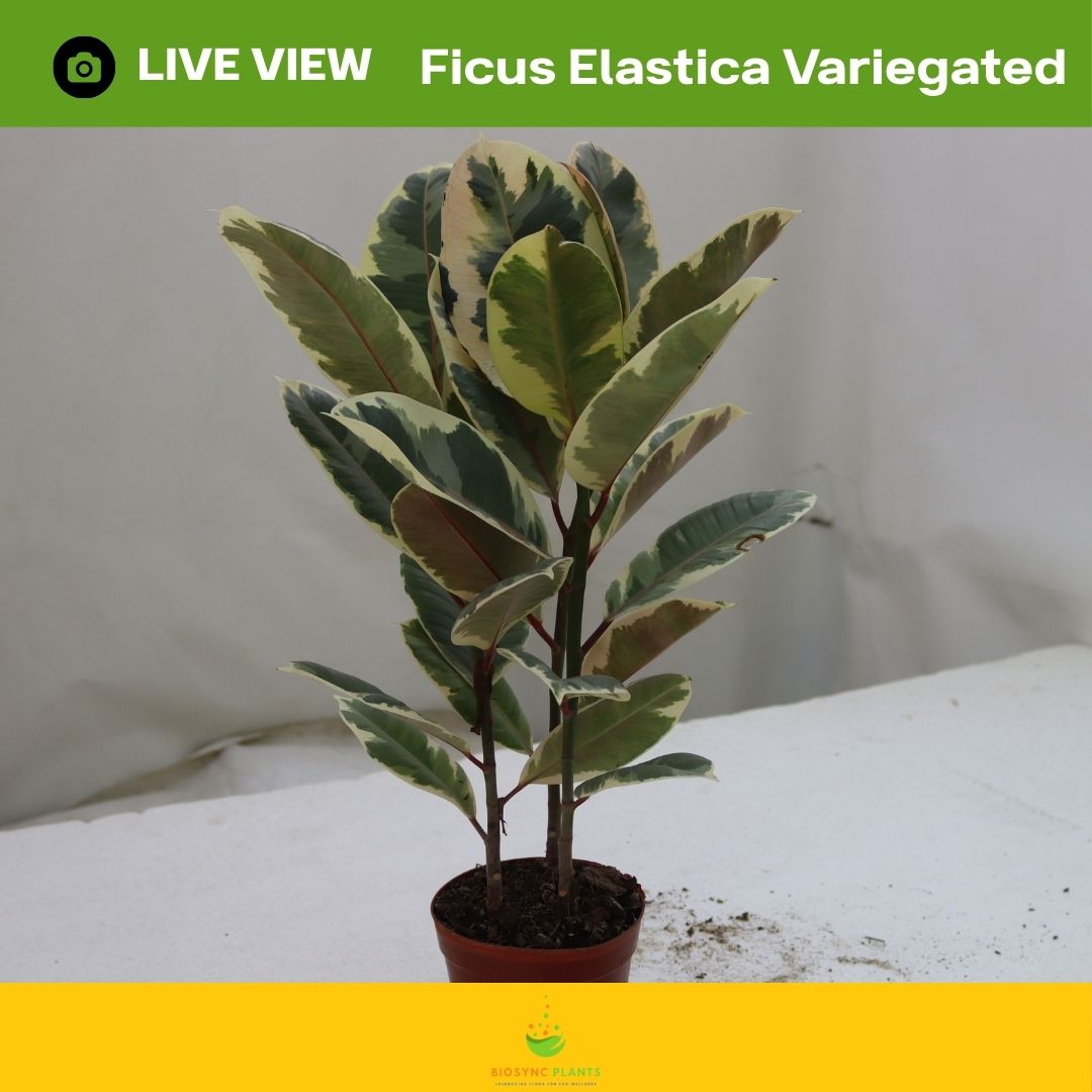 Ficus Elastica Variegated