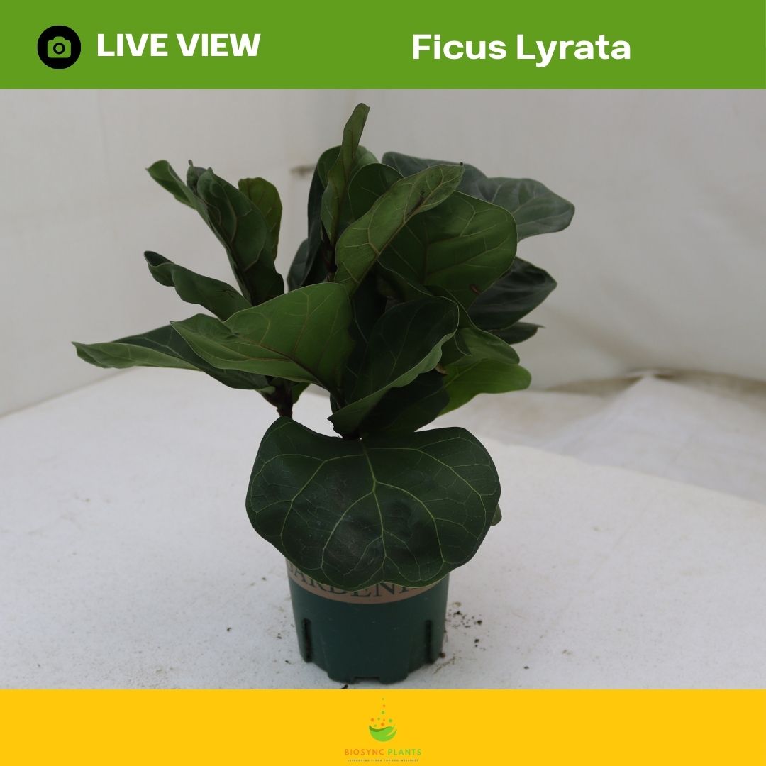 Ficus Lyrata