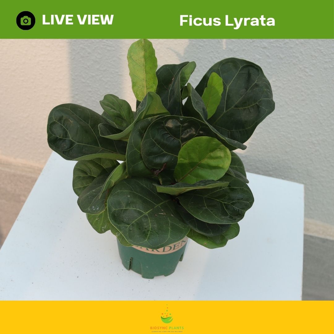 Ficus Lyrata
