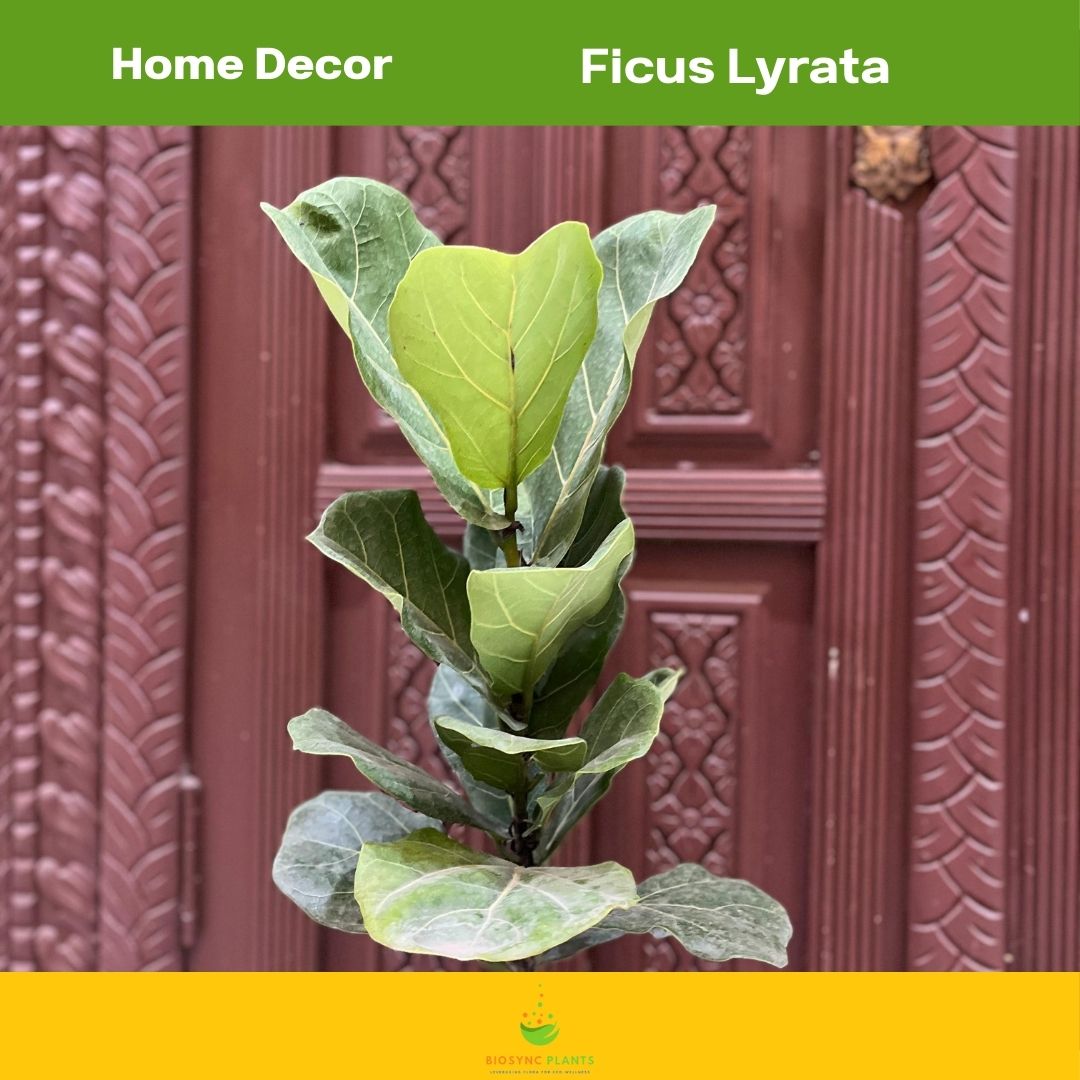Ficus Lyrata