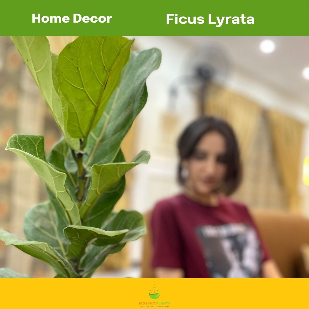 Ficus Lyrata