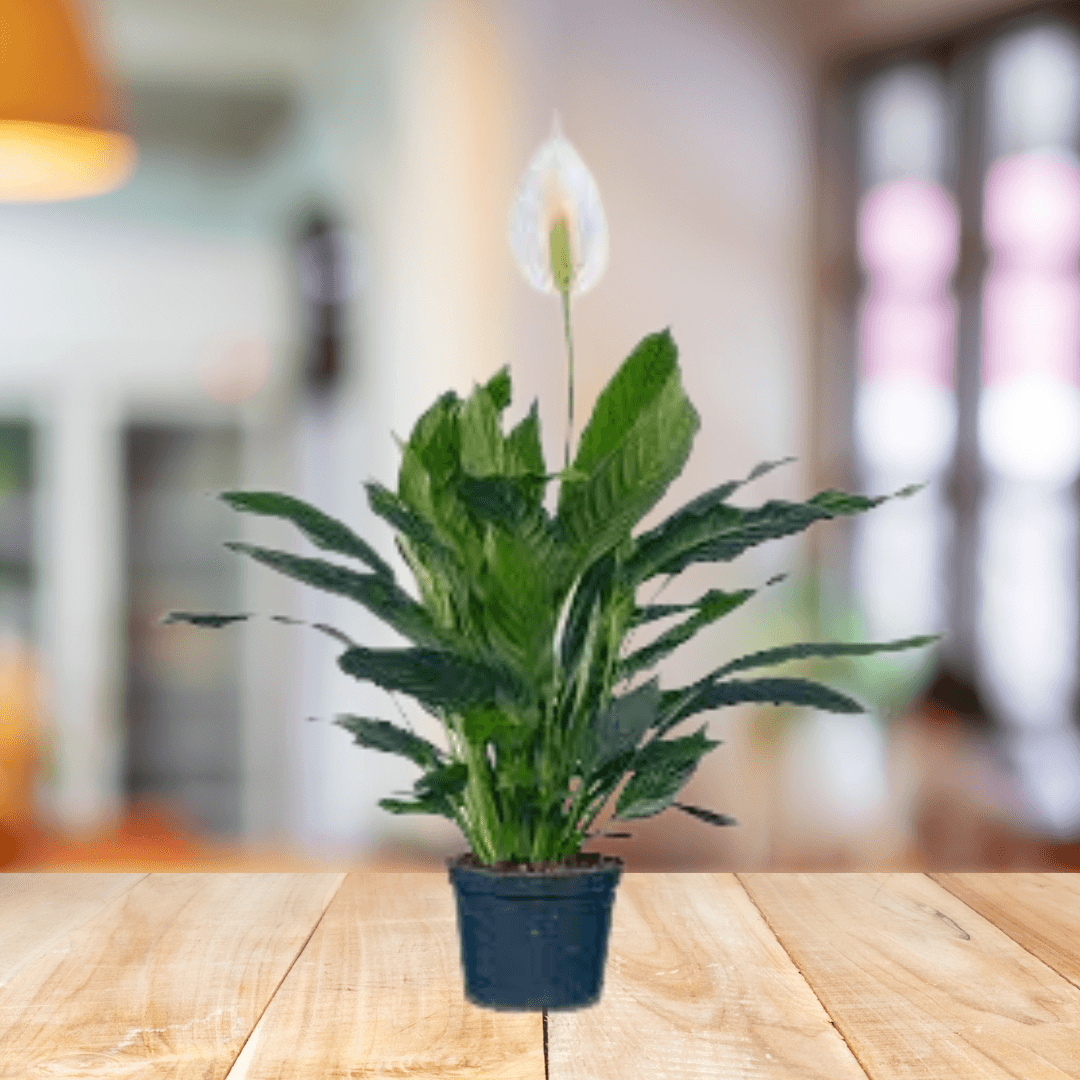 Peacelilly - BioSync Plants®