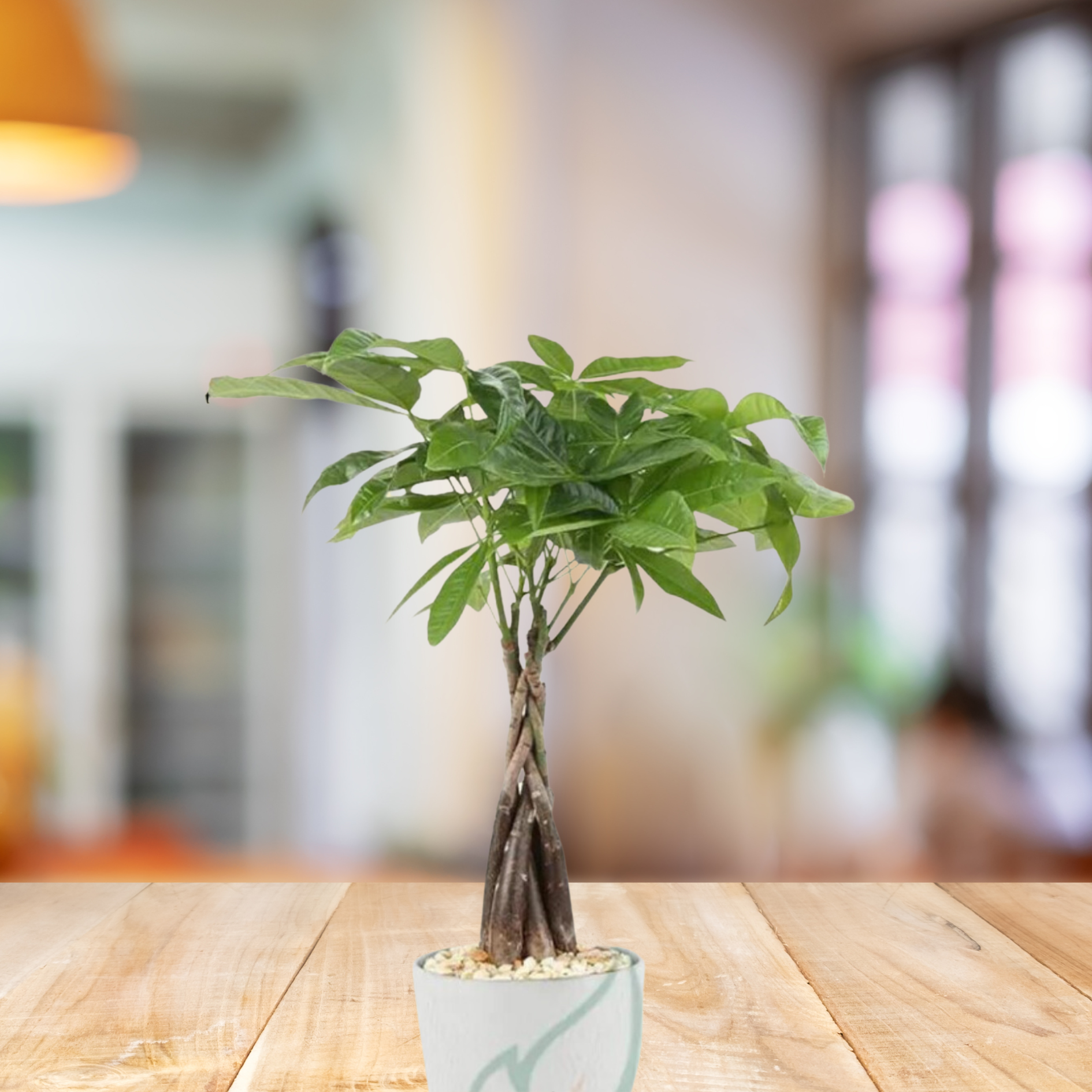 Pachira Aquatica Twistted Small - Money Tree - BioSync Plants®