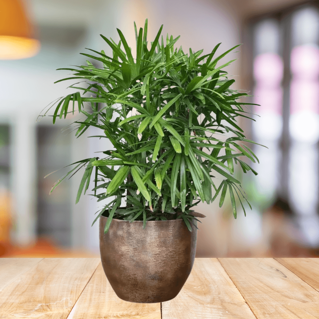 Rhaphis - Lady Palm - BioSync Plants®