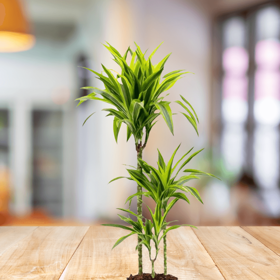 Dracaena Lemon Lime - BioSync Plants®