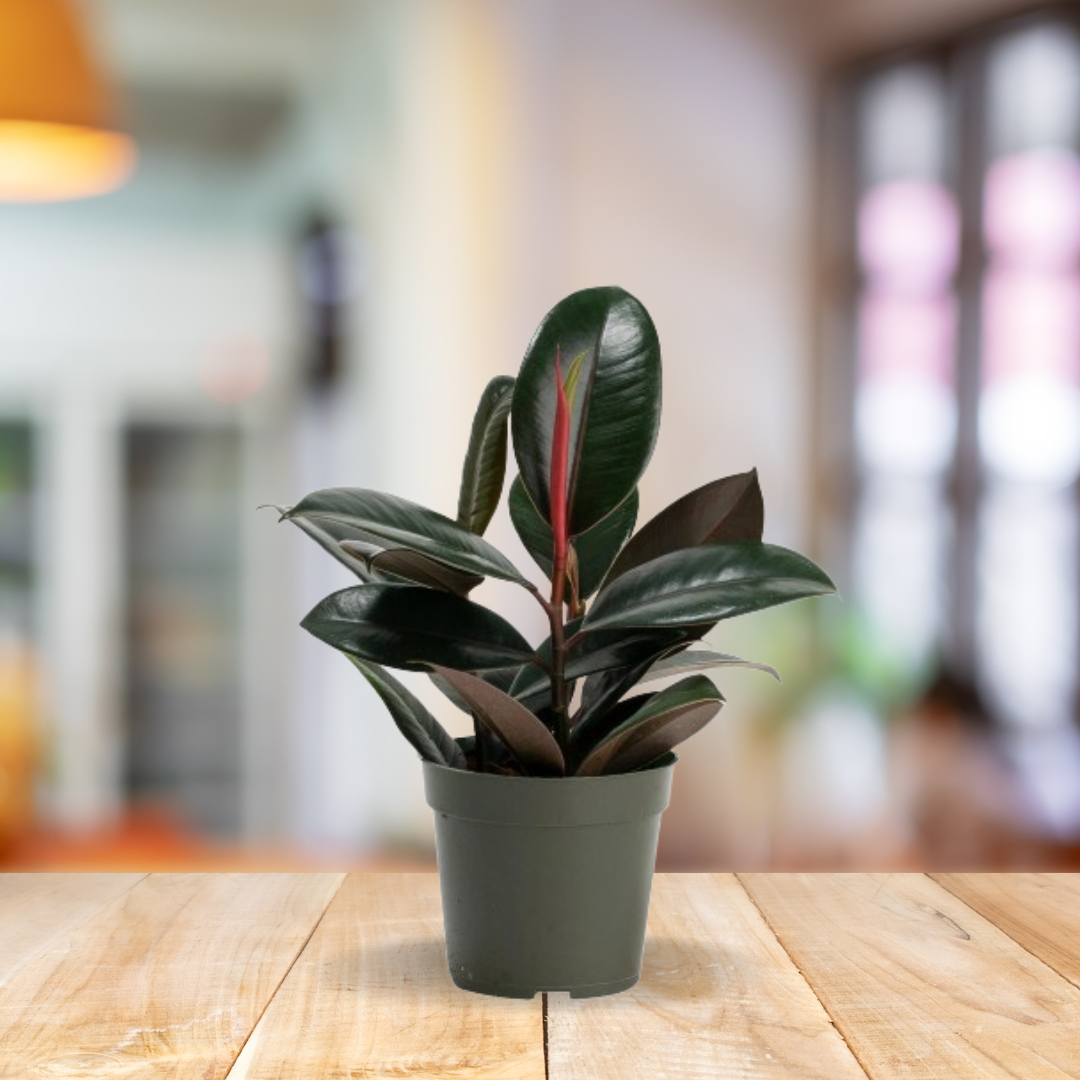 Ficus Elastica - BioSync Plants®