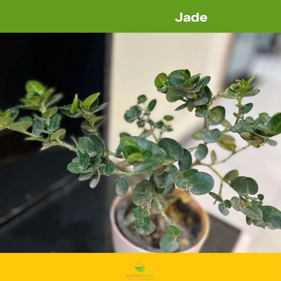 Crassula - Jade