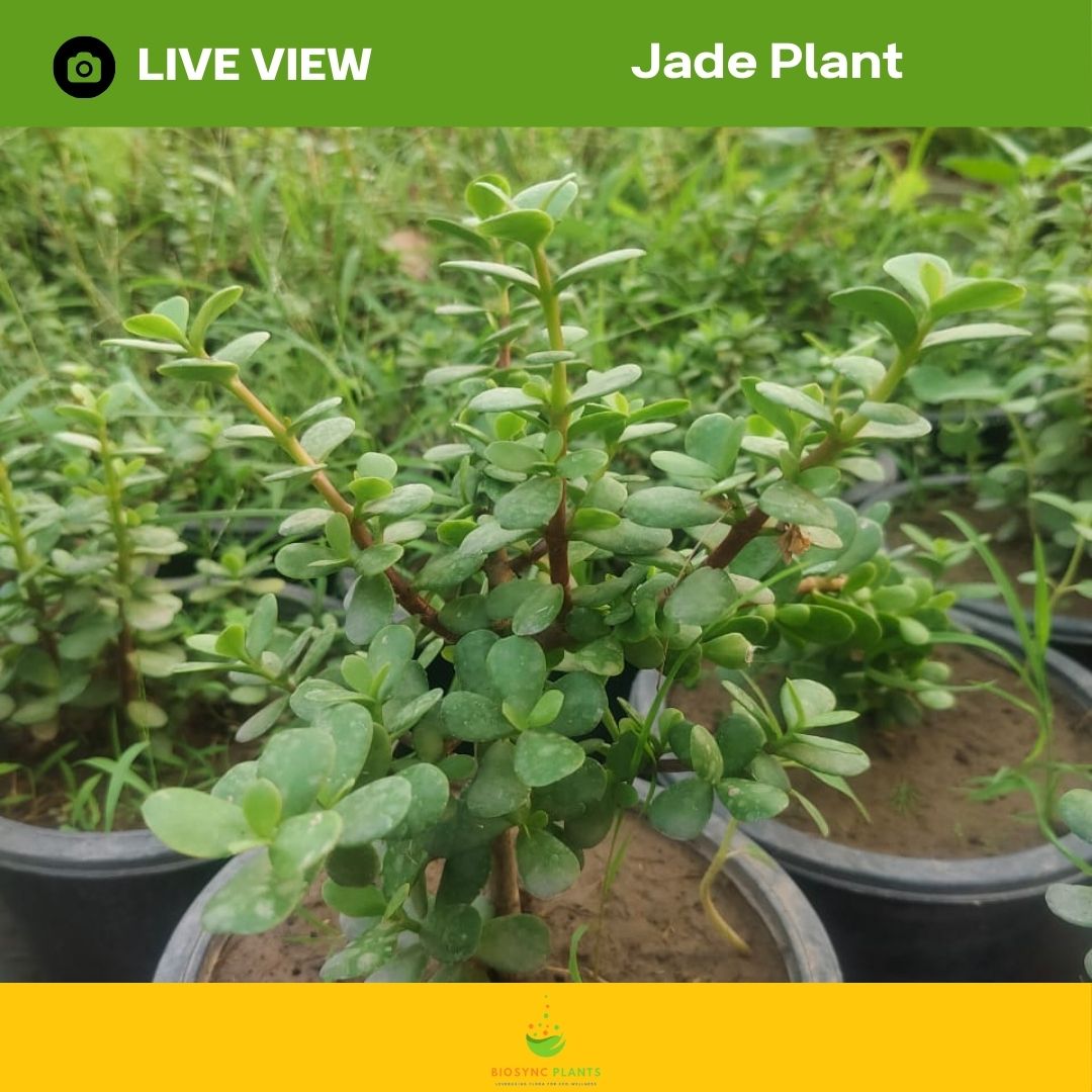 Crassula - Jade