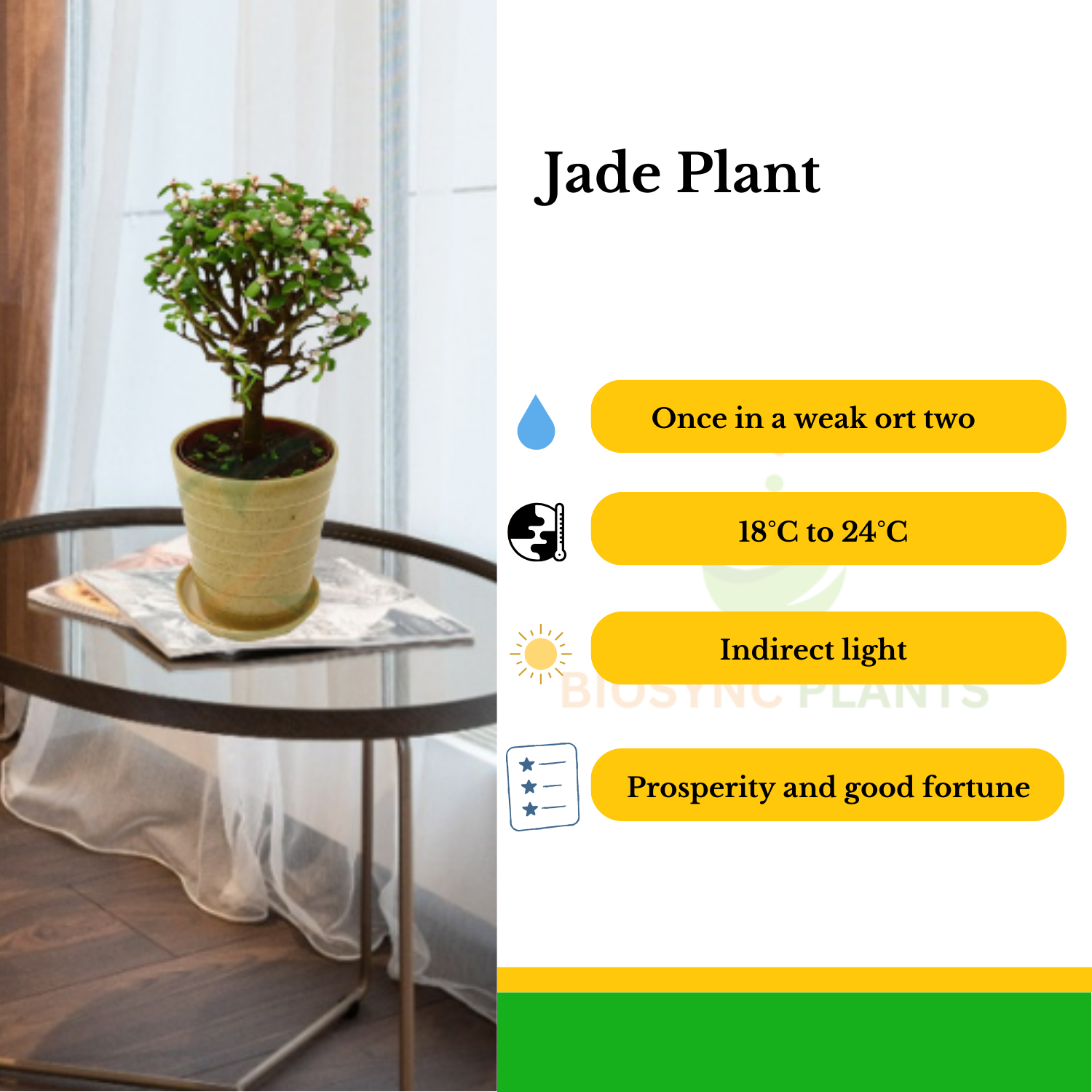 Crassula - Jade