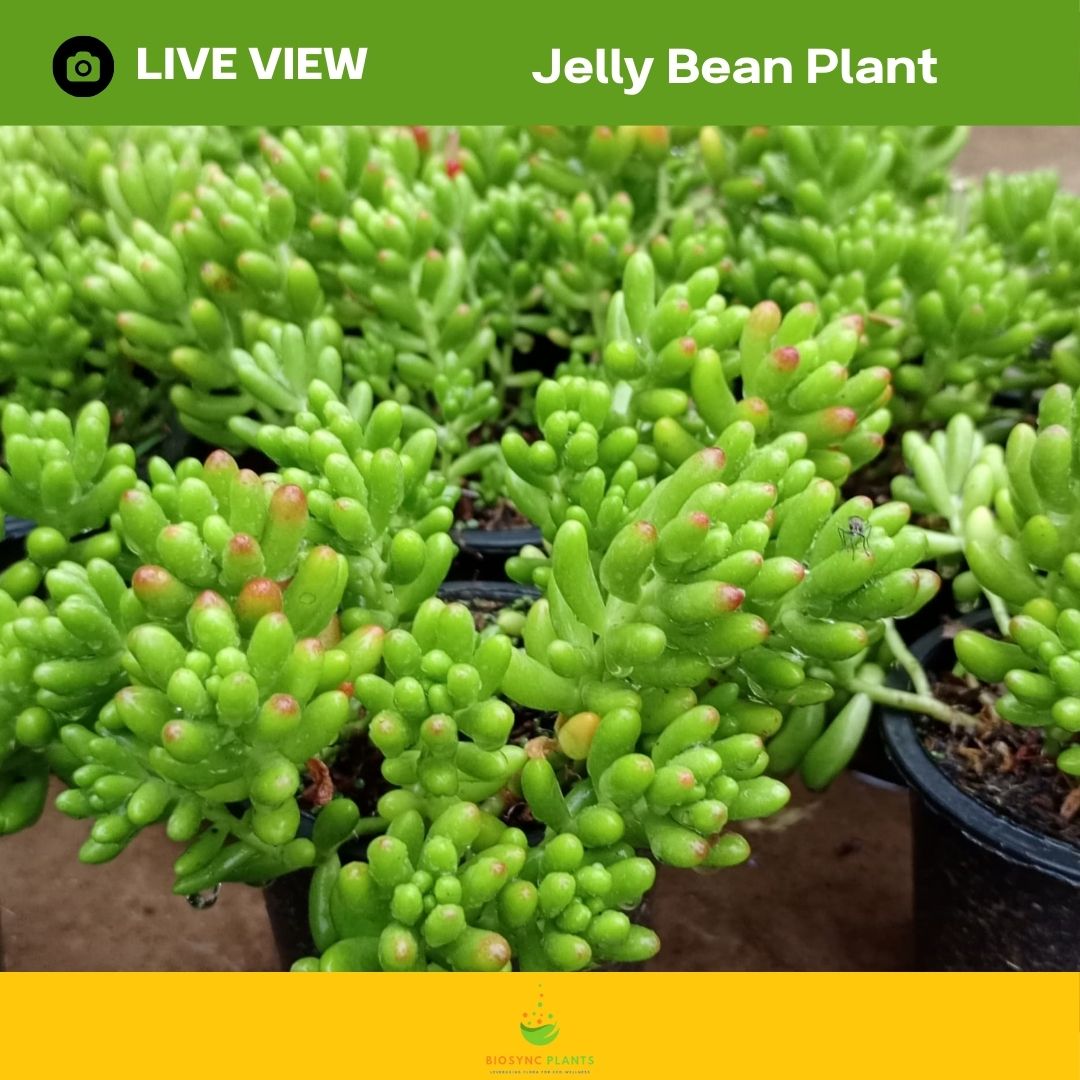 Succulents Gem