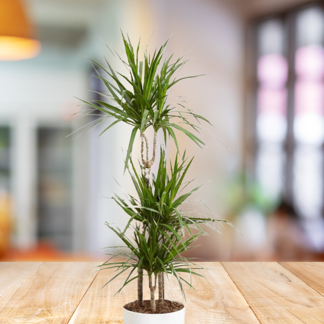 Dracaena Marginata 3 PP - BioSync Plants®