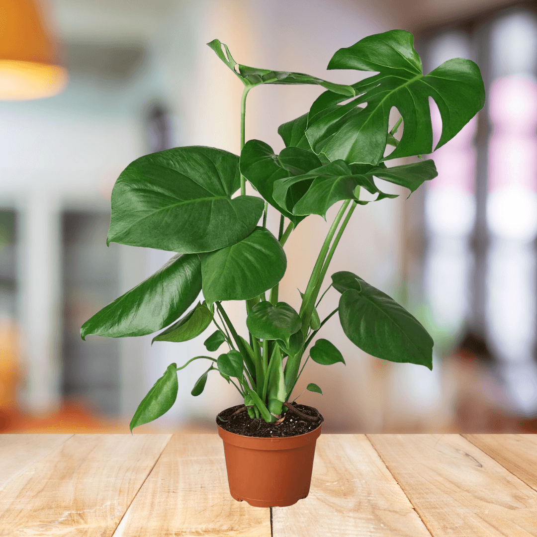 Monstera Deliciosa - BioSync Plants®