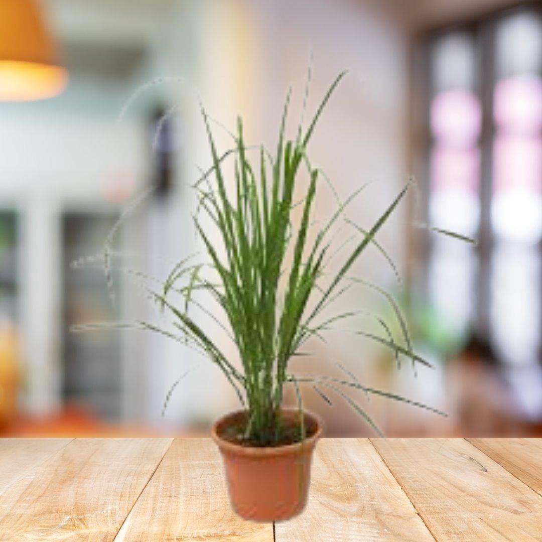 Cymbopogon Lemon Grass House Plant BioSync Plants® 