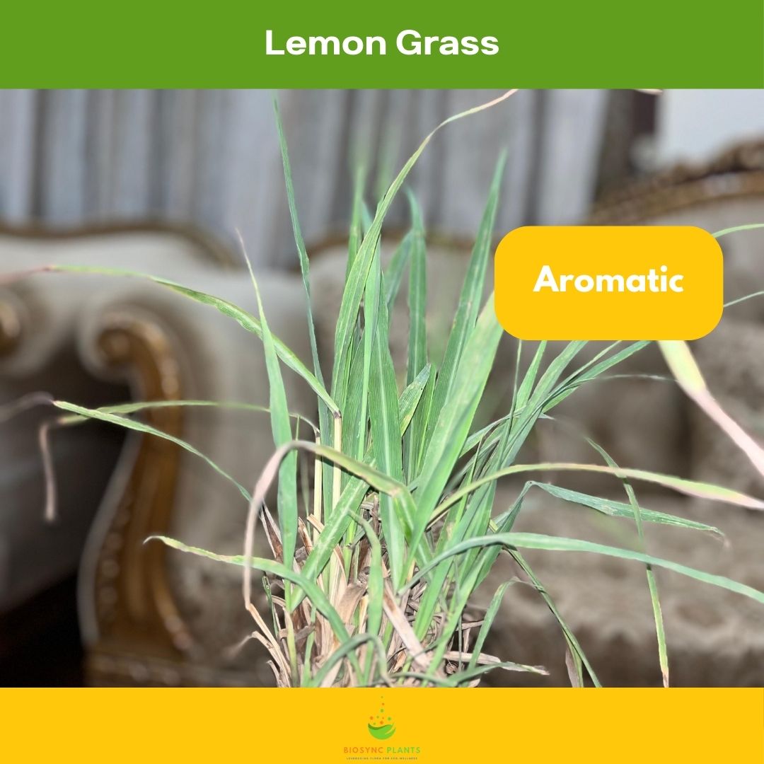 Cymbopogon Plant - Lemon Grass