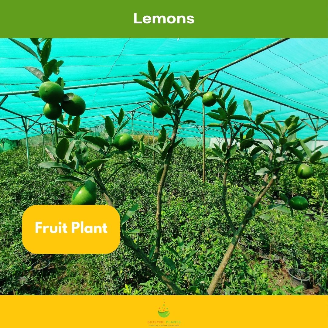 Lemons