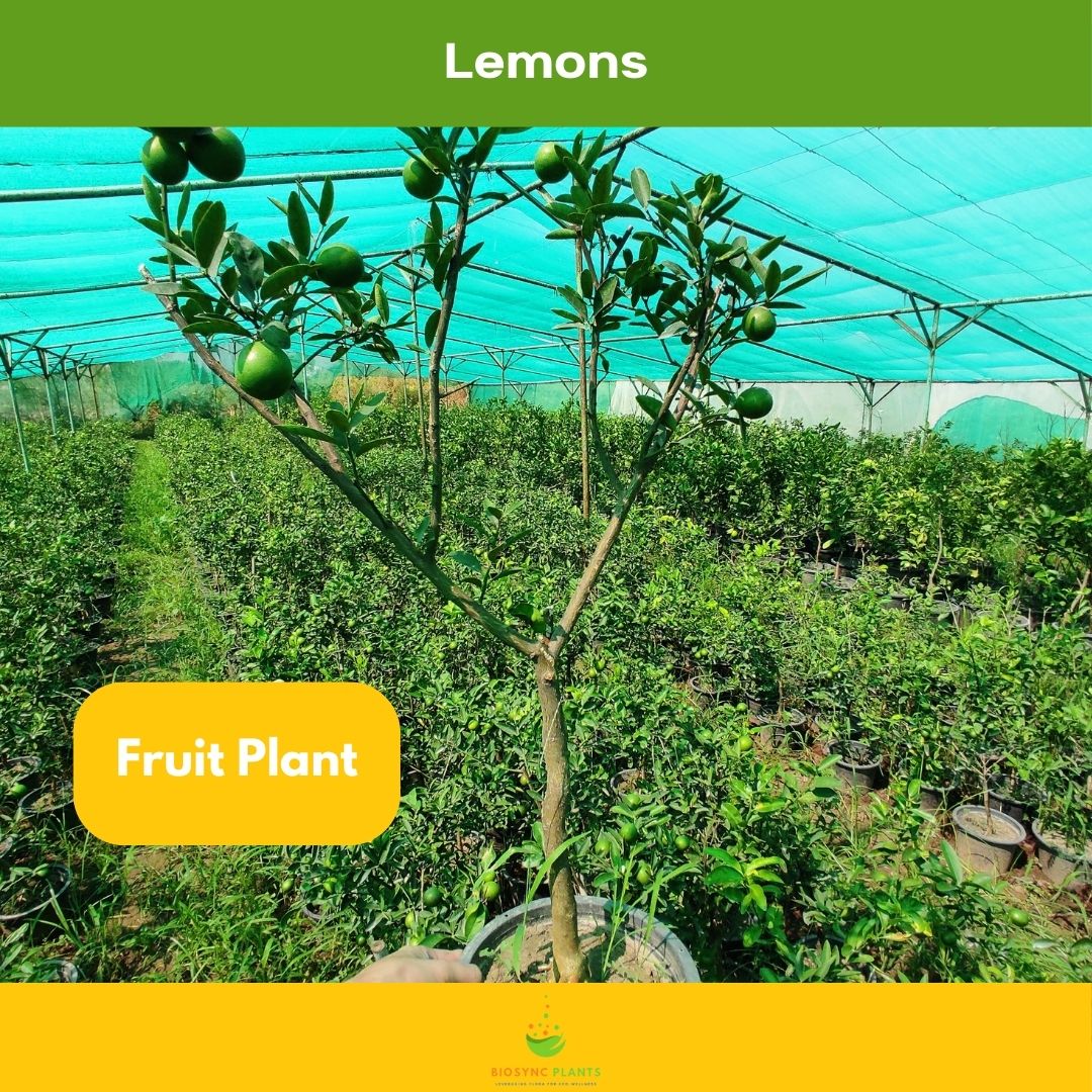 Lemons